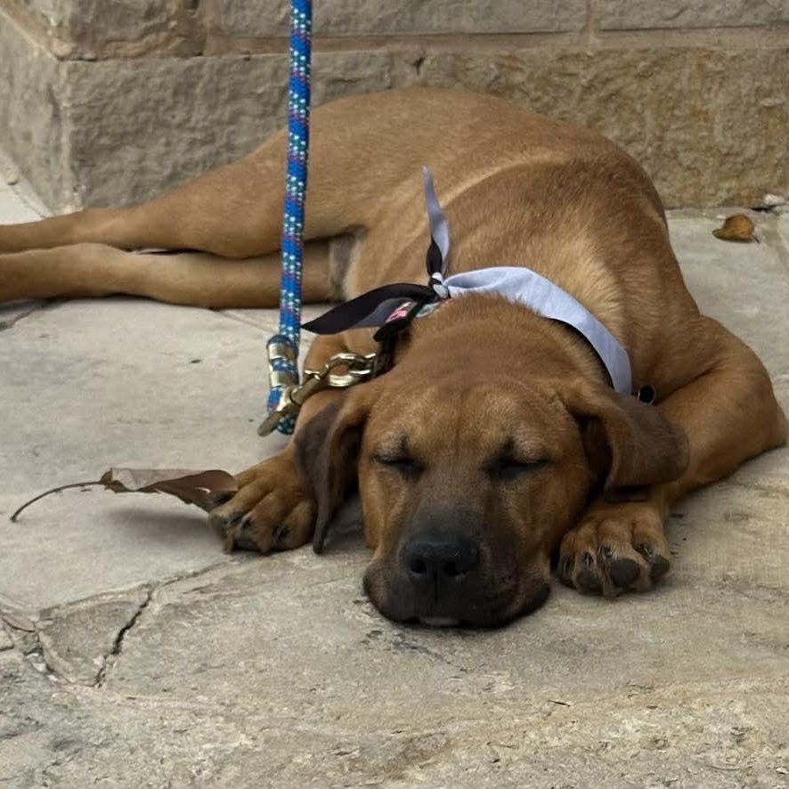Enlarge Boots, a ADOPTABLE mixed breed in Lockhart, TX image 4/6