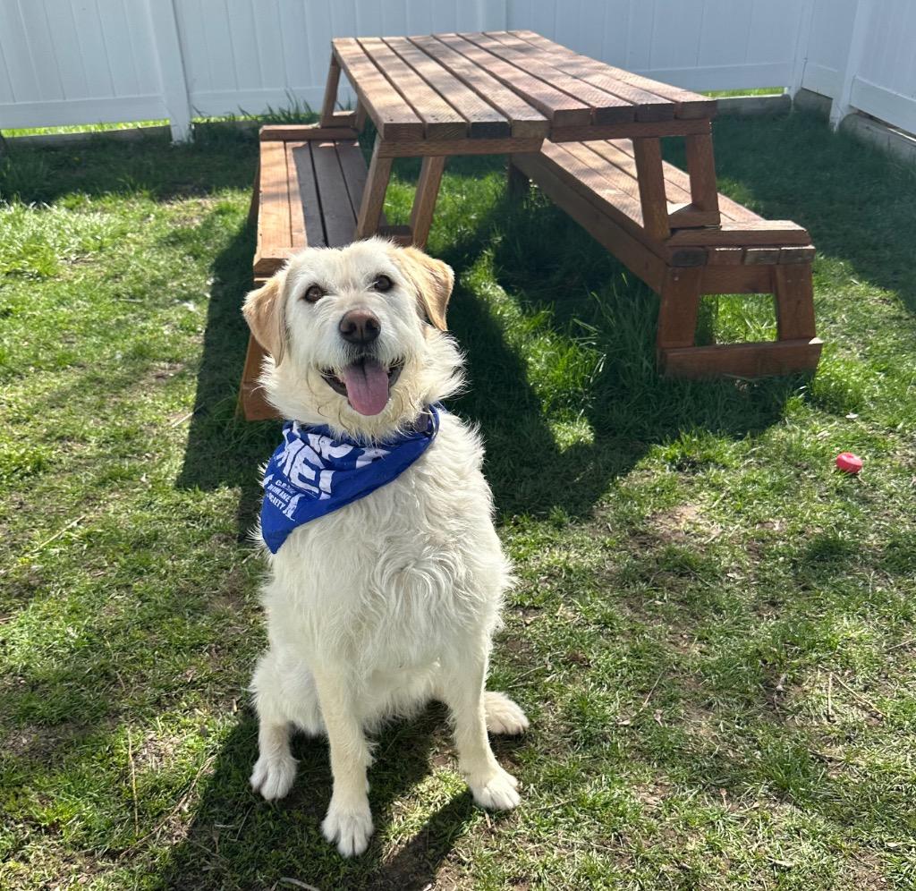 Sadie (Jazmine), Adoptable, Young Female Labrador Retriever & Airedale Terrier.