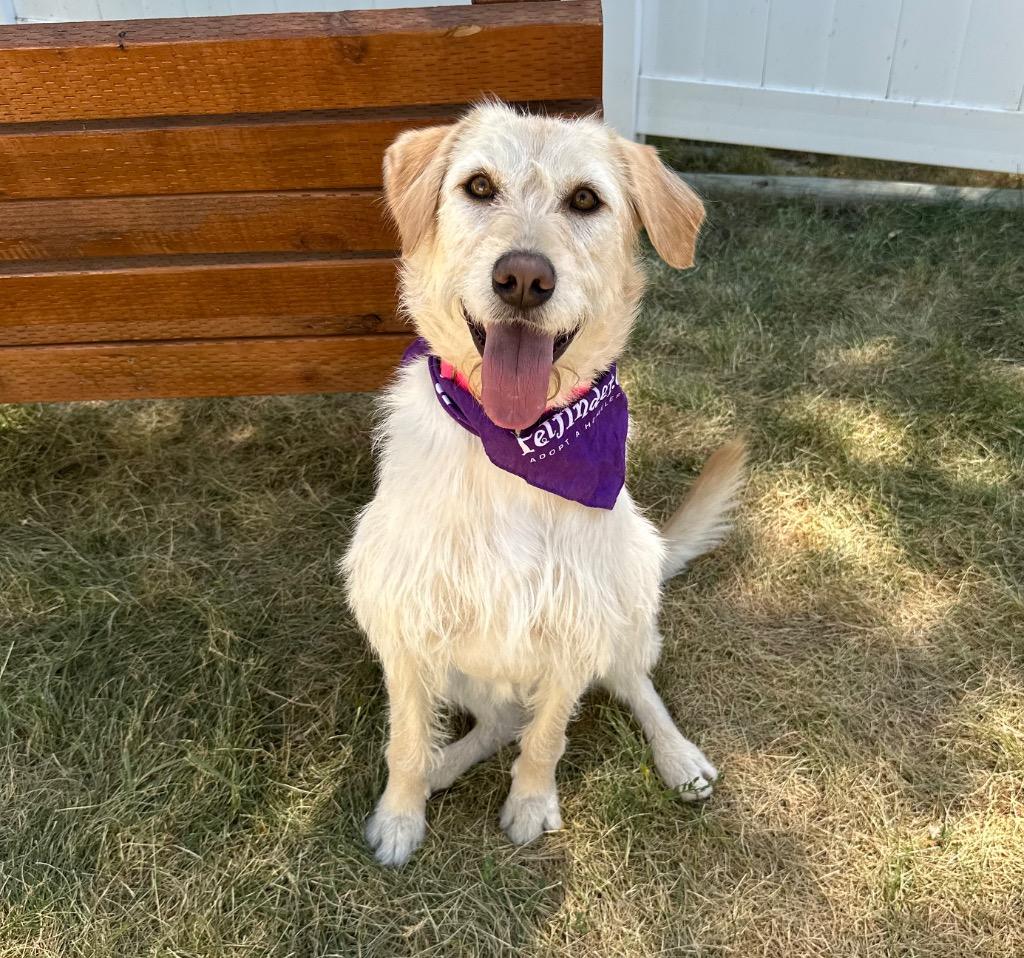 Sadie (Jazmine), a Adoptable mixed breed in Logan, UT image 3/4