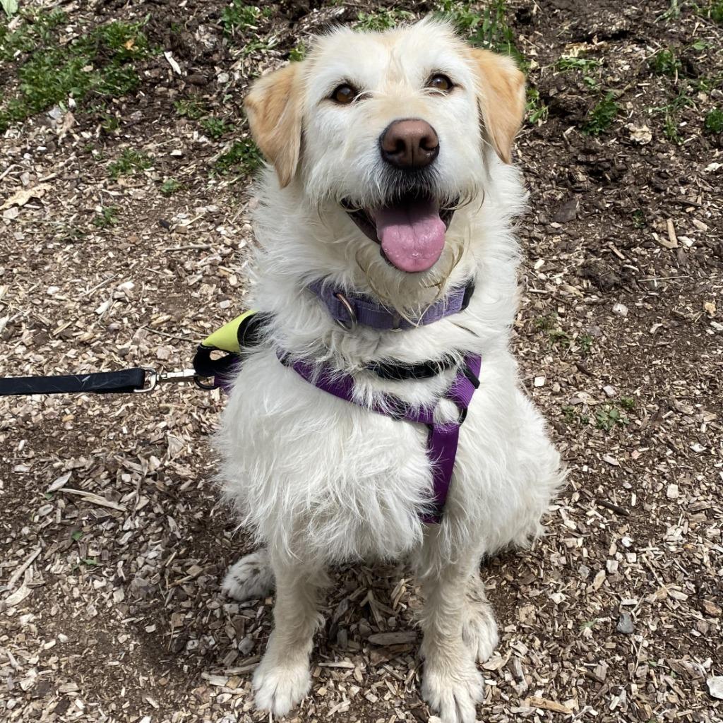 Enlarge Sadie (Jazmine), a Adoptable mixed breed in Logan, UT image 3/5