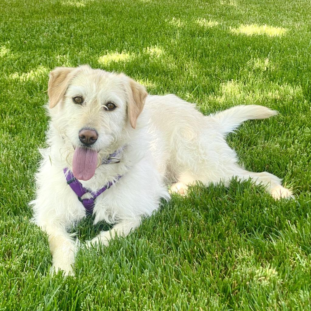 Enlarge Sadie (Jazmine), a Adoptable mixed breed in Logan, UT image 4/5