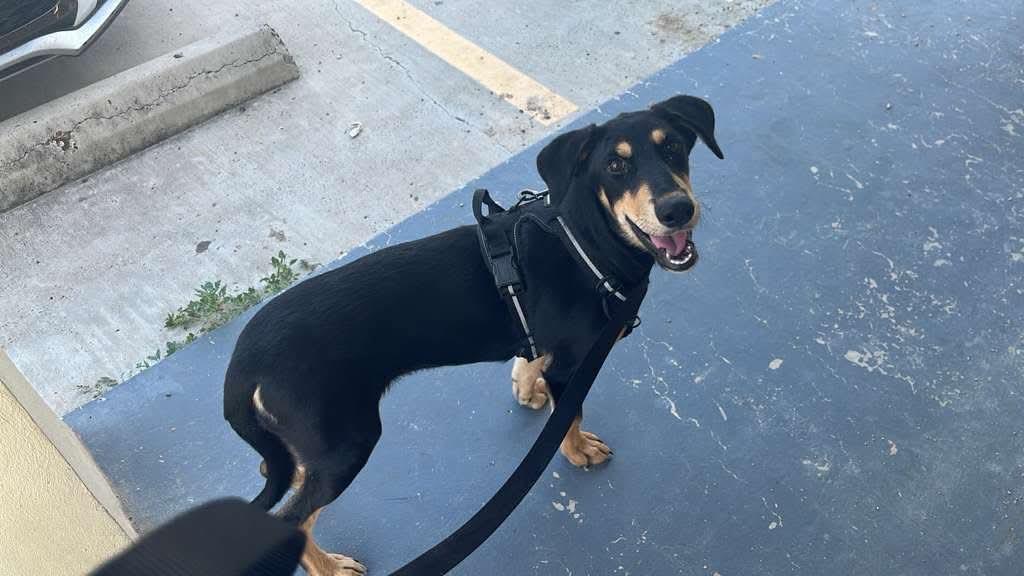 Enlarge Sadona, a ADOPTABLE mixed breed in East Haddam, CT image 2/3