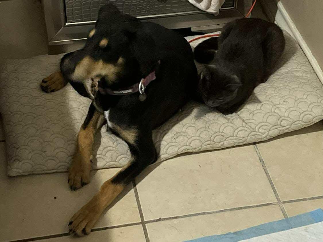 Enlarge Sadona, a ADOPTABLE mixed breed in East Haddam, CT image 3/3