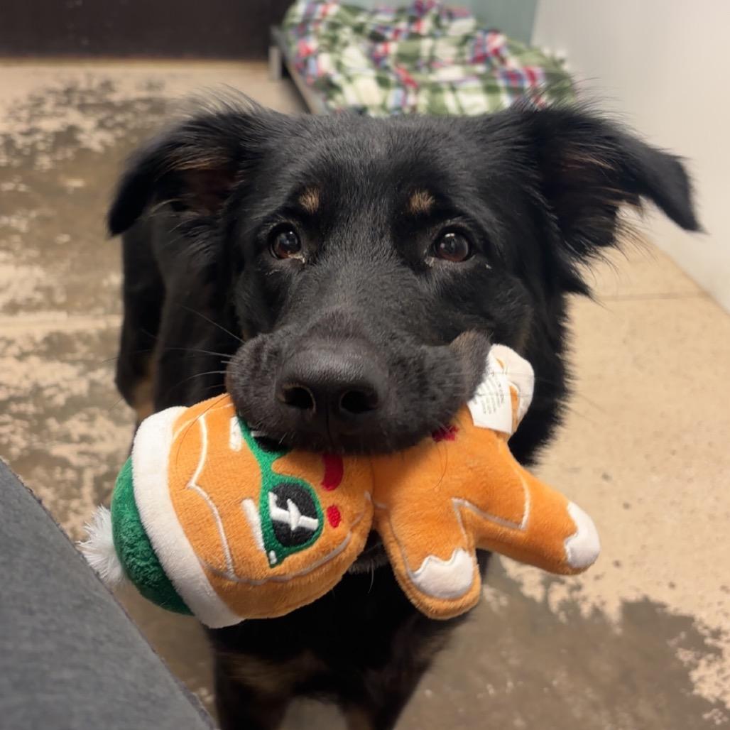 Irene, Adoptable, Adult Female Mixed Breed.