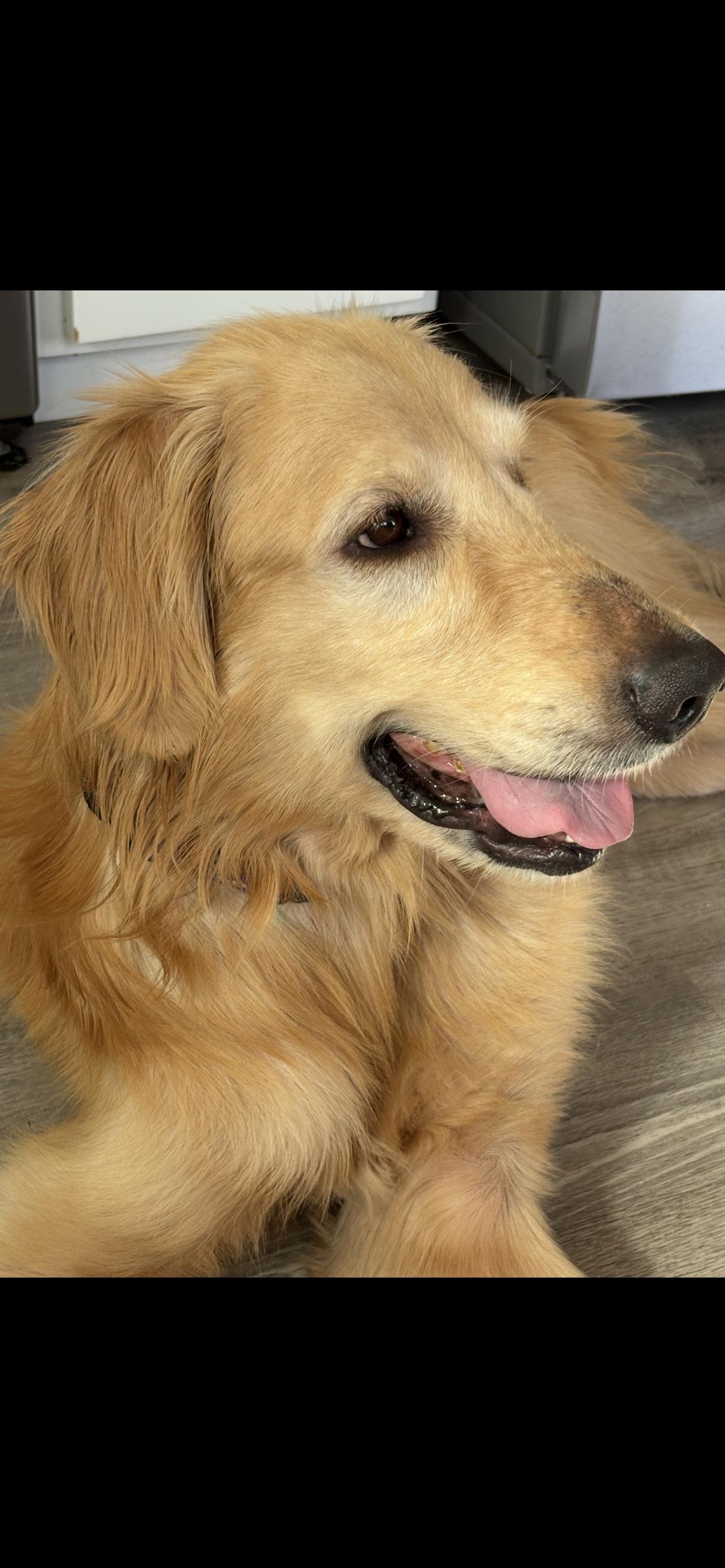 Enlarge Danny, a Adoptable Golden Retriever in Los Angeles, CA image 1/5