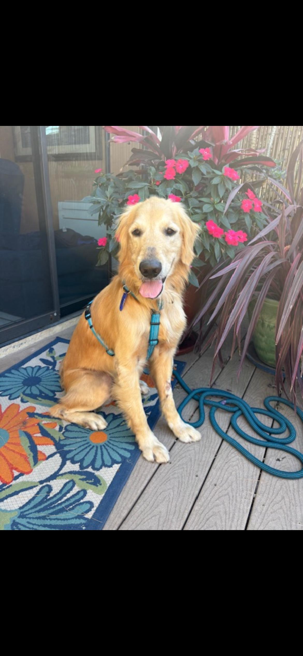 Enlarge Danny, a Adoptable Golden Retriever in Los Angeles, CA image 2/5