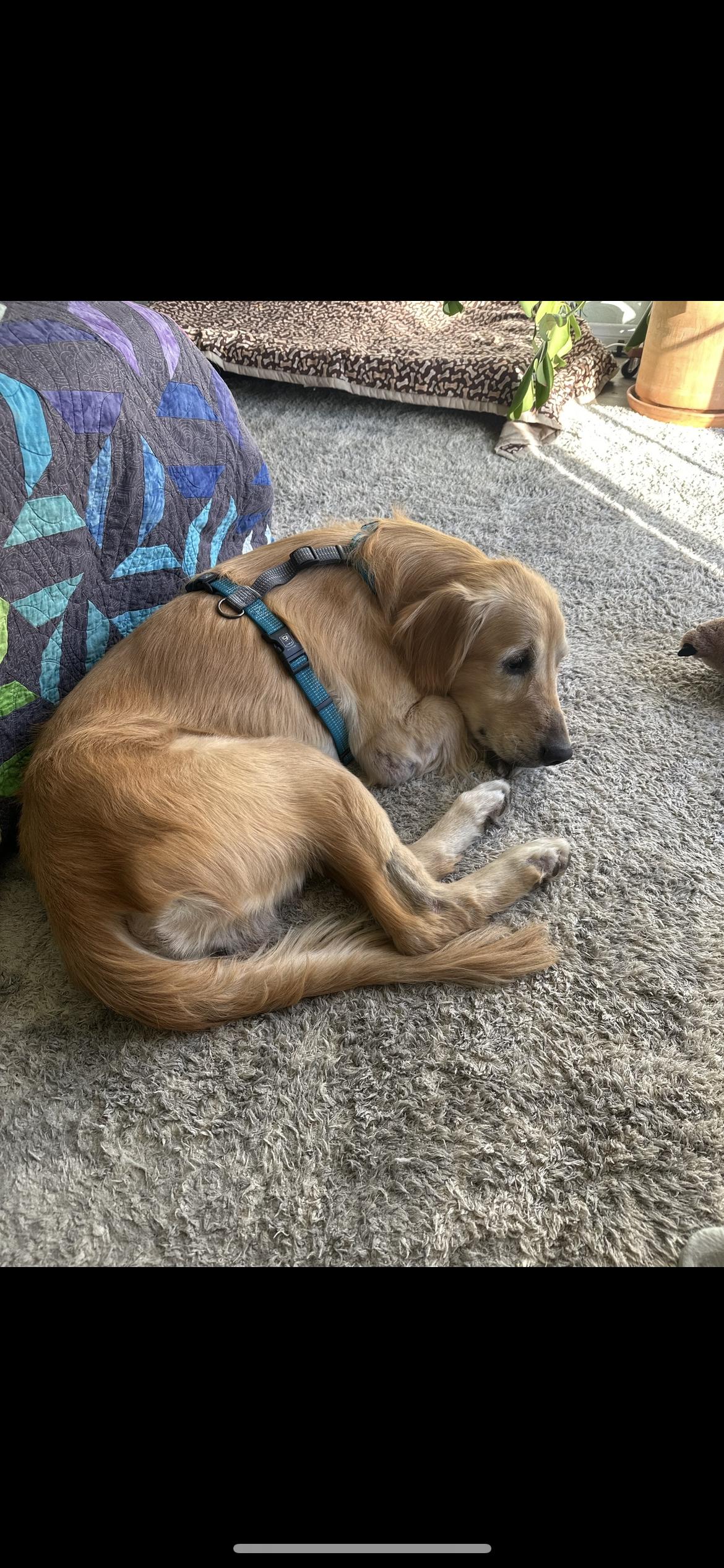 Enlarge Danny, a Adoptable Golden Retriever in Los Angeles, CA image 3/5