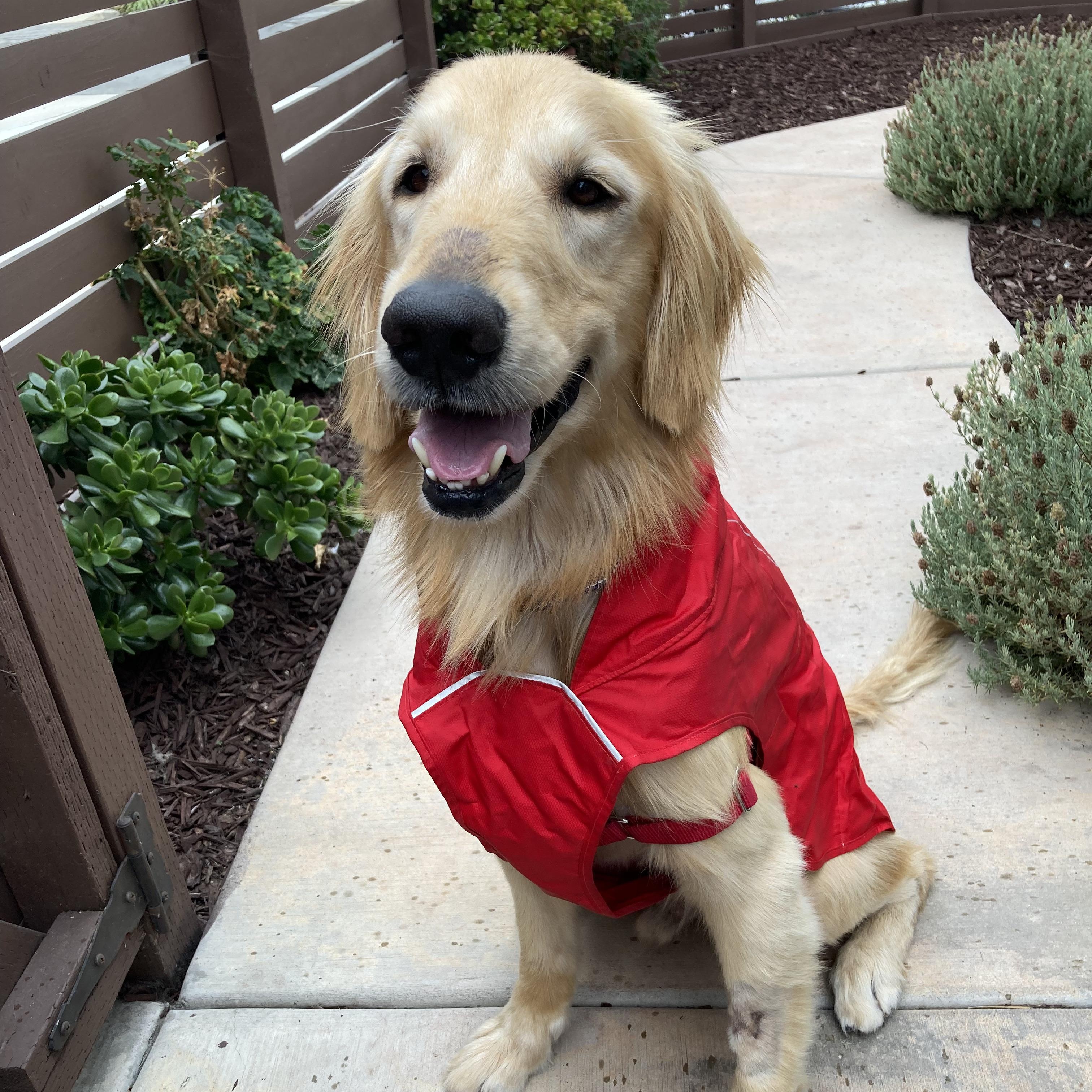 Danny, Adoptable, Adult Male Golden Retriever.