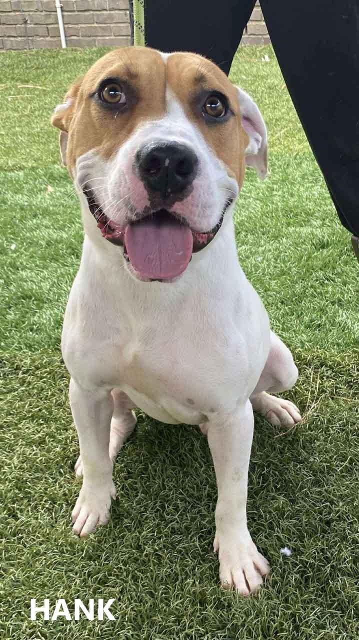 Enlarge Hank, a Adoptable mixed breed in Washington, GA image 3/5
