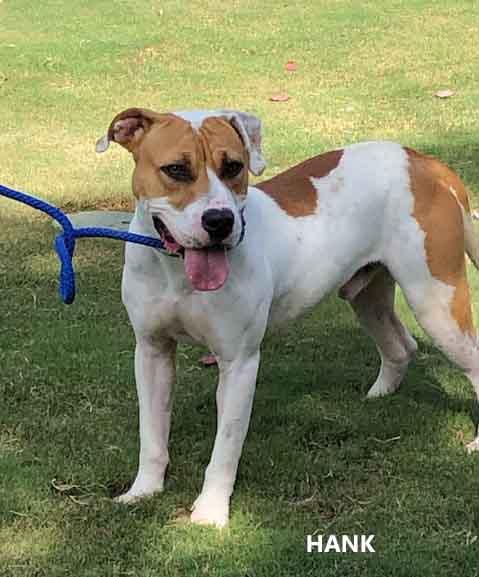 Hank, Adoptable, Young Male American Bulldog.
