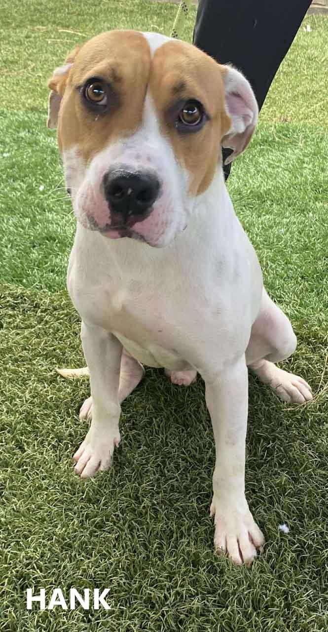 Enlarge Hank, a Adoptable mixed breed in Washington, GA image 4/5