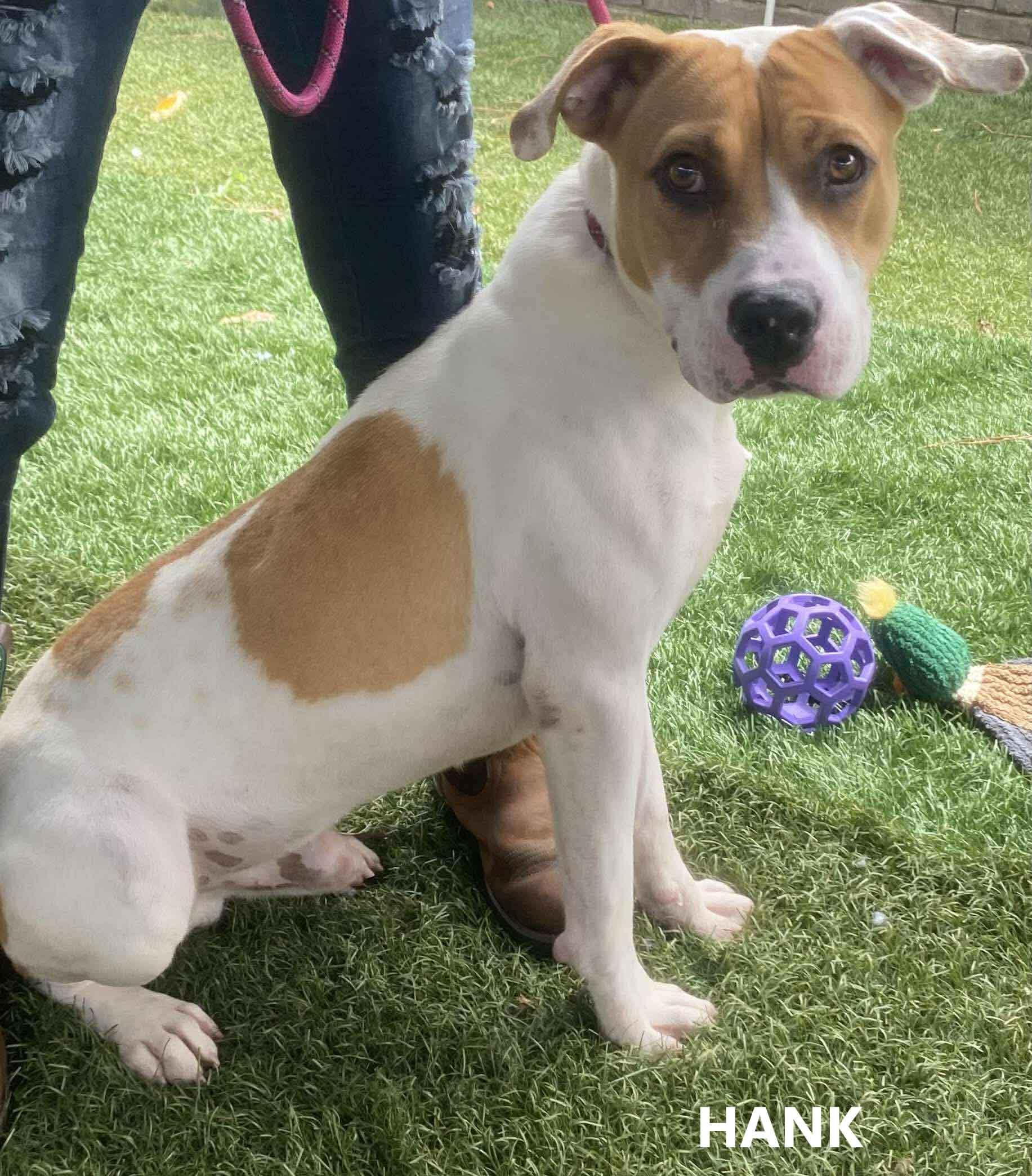 Enlarge Hank, a Adoptable mixed breed in Washington, GA image 5/5