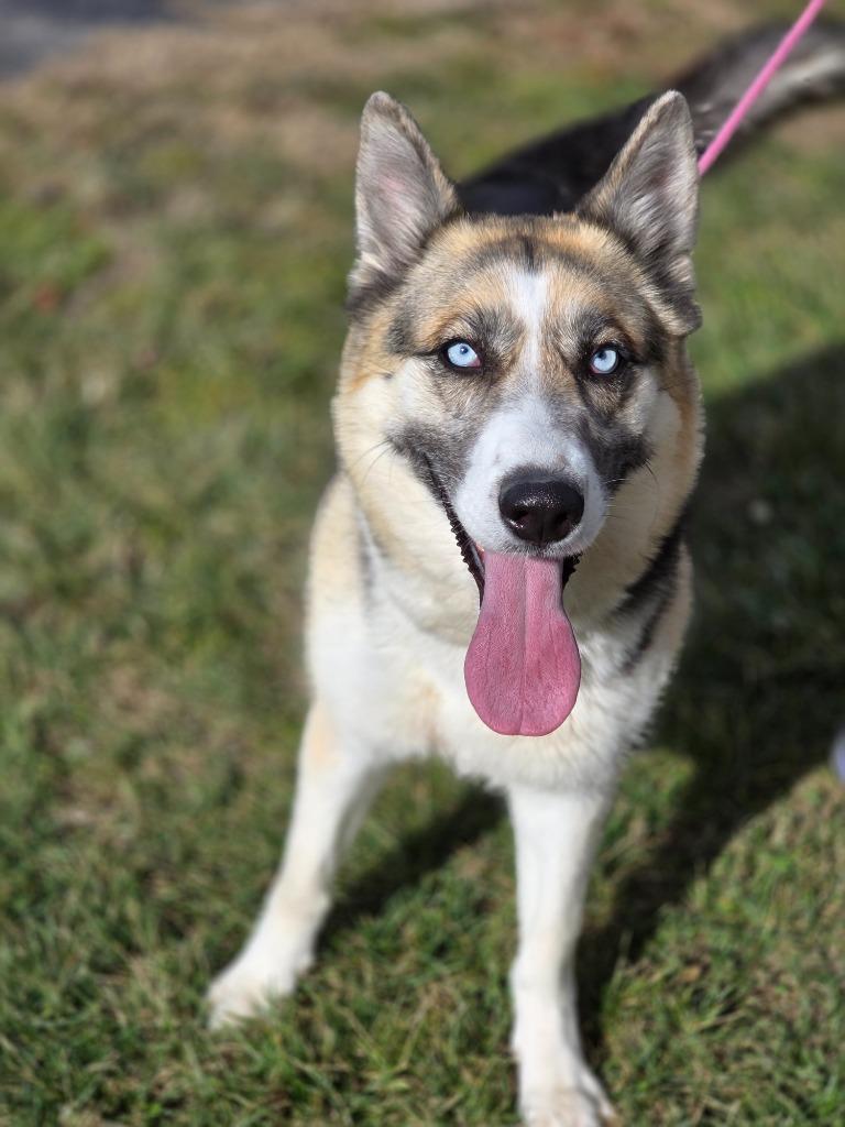 Enlarge Luna, a Adoptable mixed breed in Carthage, MO image 1/4
