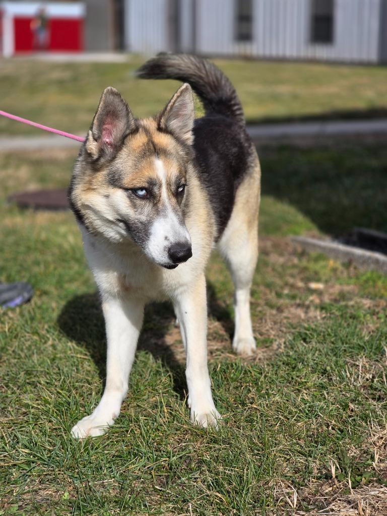 Enlarge Luna, a Adoptable mixed breed in Carthage, MO image 2/4