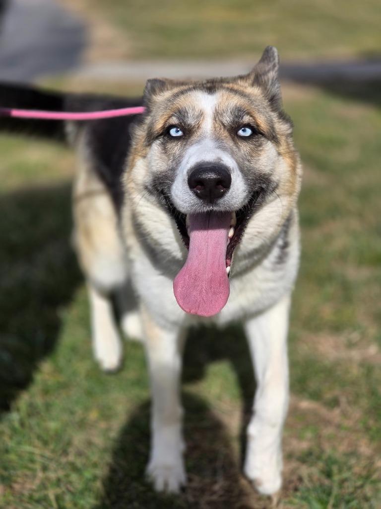 Enlarge Luna, a Adoptable mixed breed in Carthage, MO image 4/4