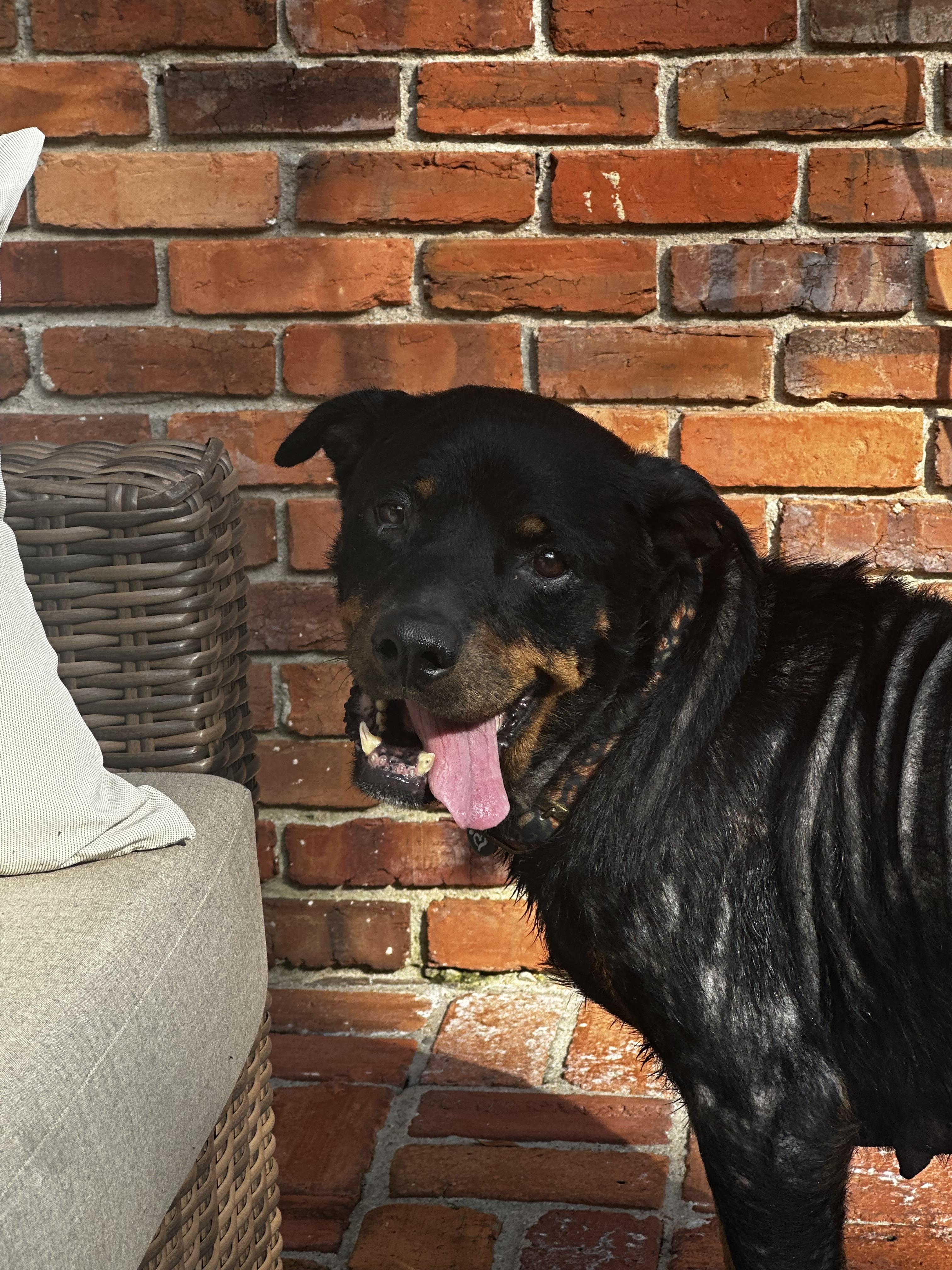 Doris, a Adoptable Rottweiler in Jesup, GA image 2/5