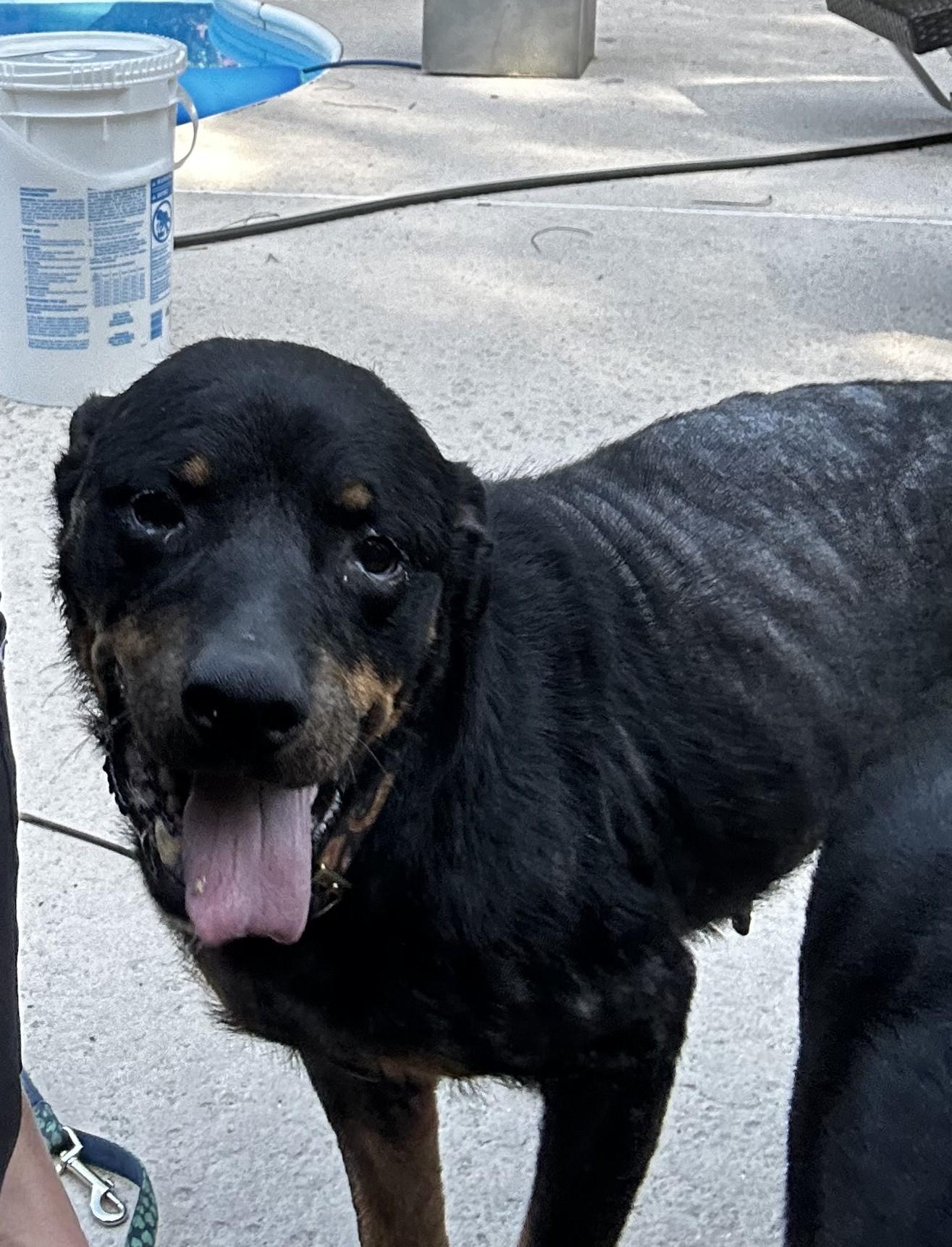 Doris, a Adoptable Rottweiler in Jesup, GA image 3/5