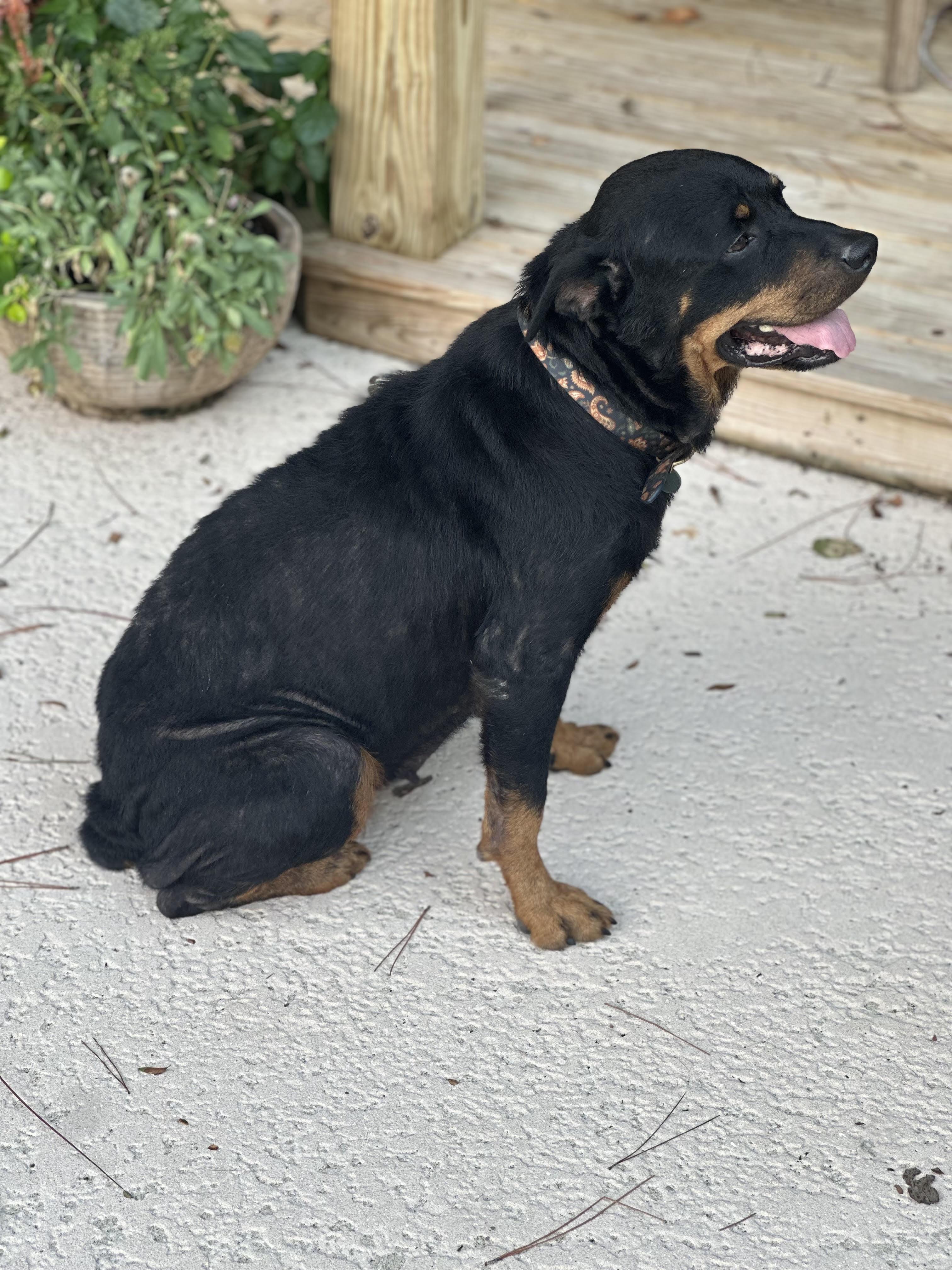 Doris, a Adoptable Rottweiler in Jesup, GA image 4/5
