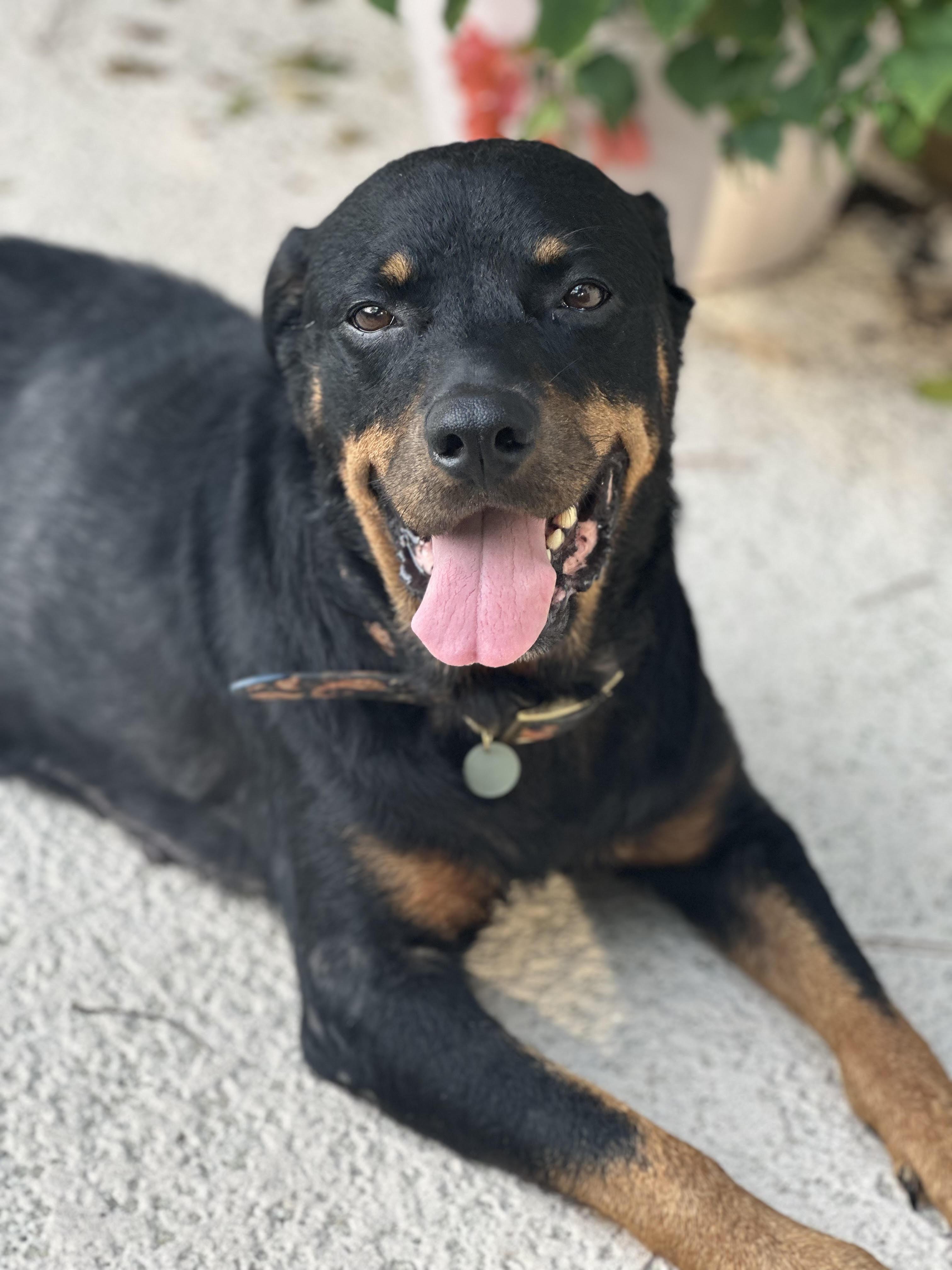 Doris, a Adoptable Rottweiler in Jesup, GA image 1/5