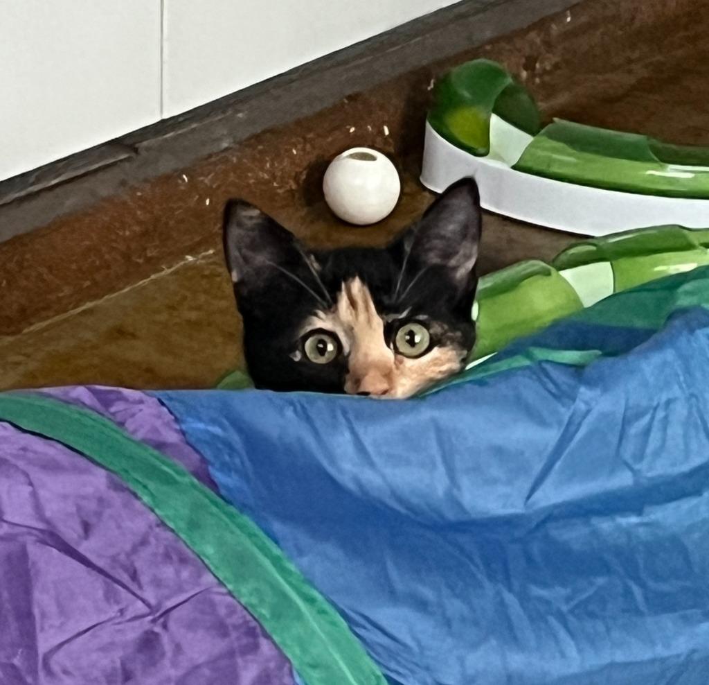 Roti, Adoptable, Kitten Female Domestic Short Hair.