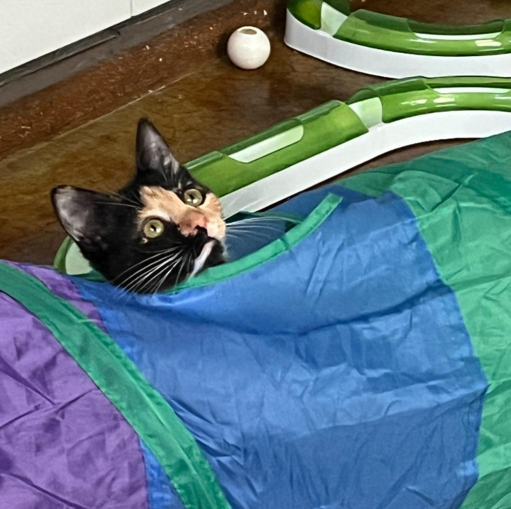 Enlarge Roti, a Adoptable mixed breed in New Braunfels, TX image 2/3