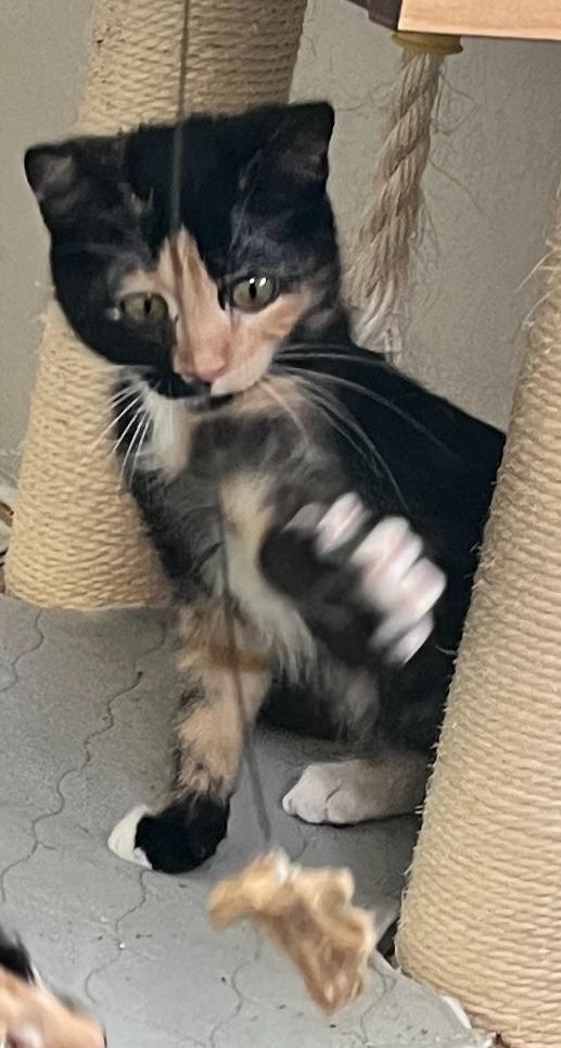 Enlarge Roti, a Adoptable mixed breed in New Braunfels, TX image 3/3