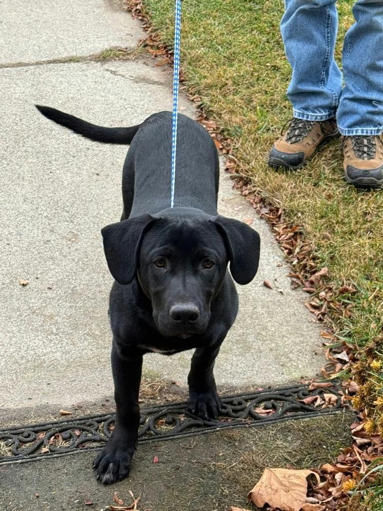 Bowie, Adoptable, Young Male Labrador Retriever.