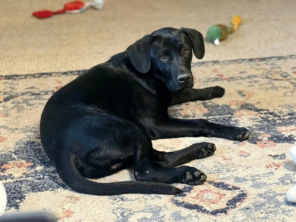 Enlarge Bowie, a Adoptable Labrador Retriever in Vancouver, WA image 2/2