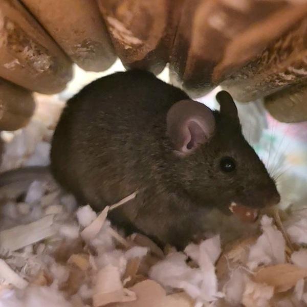 Coco Bean - Bonded W/ Francesca, Adoptable, Young Female Mouse.