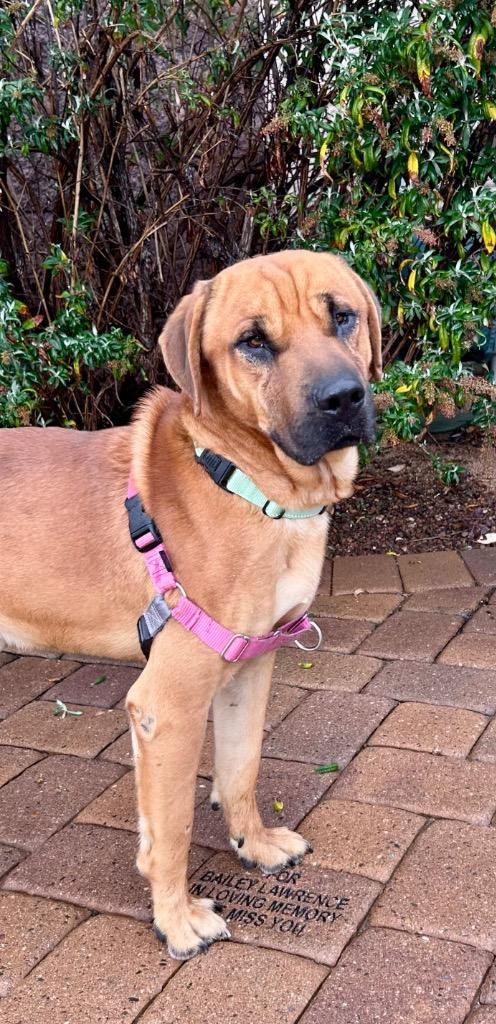 Enlarge Muddy, a Adoptable mixed breed in Cottonwood, AZ image 1/1