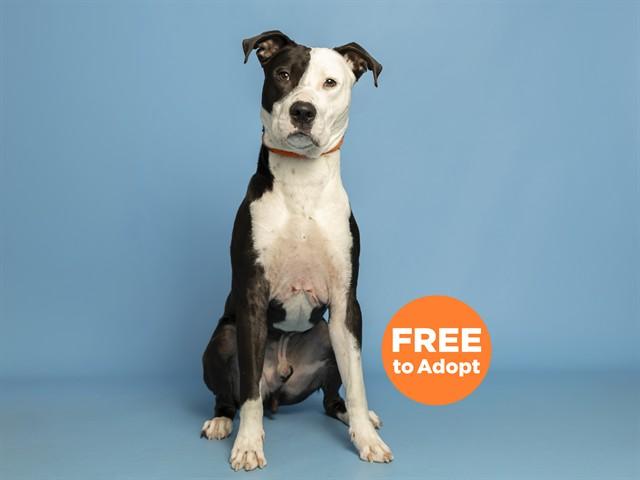 KAIN, Adoptable, Young Male Pit Bull Terrier & Mixed Breed.