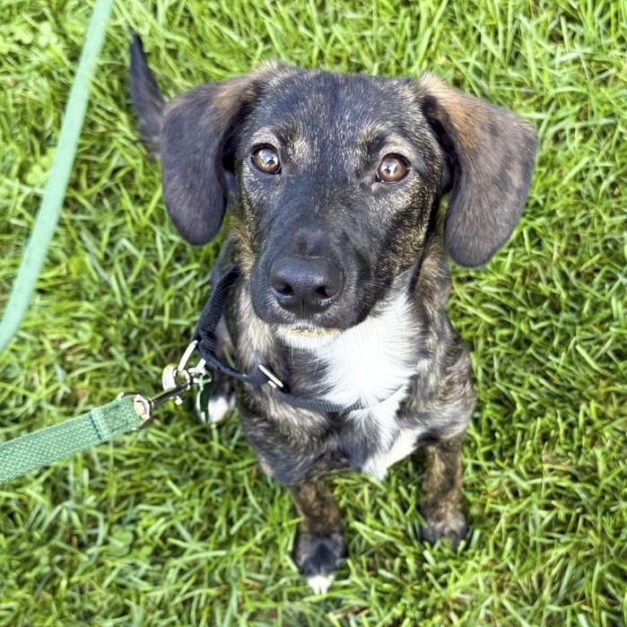 Ellie Mae, ADOPTABLE, Young Female Mixed Breed.