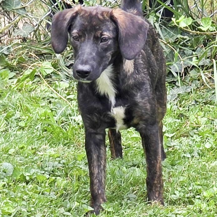 Enlarge Ellie Mae, a ADOPTABLE Mixed Breed in Toledo, OH image 3/3