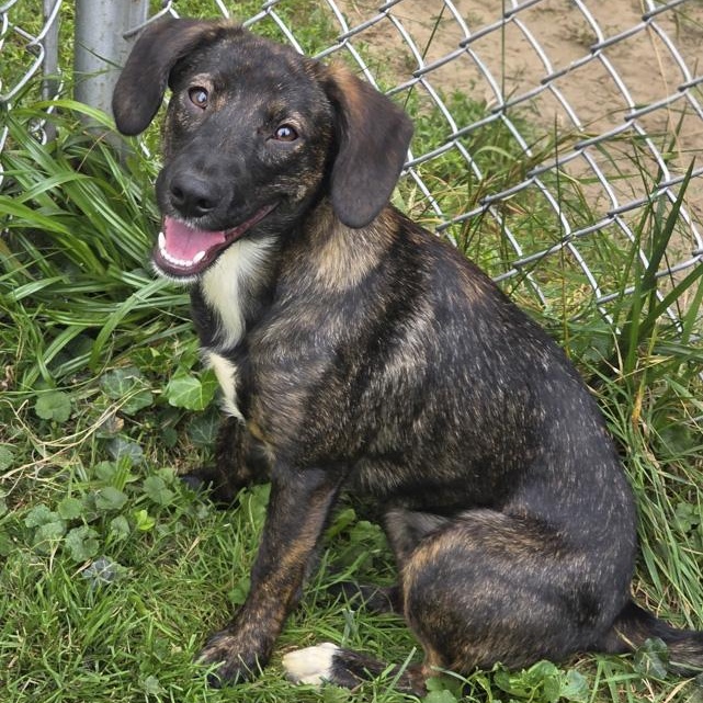 Enlarge Ellie Mae, a ADOPTABLE Mixed Breed in Toledo, OH image 2/3