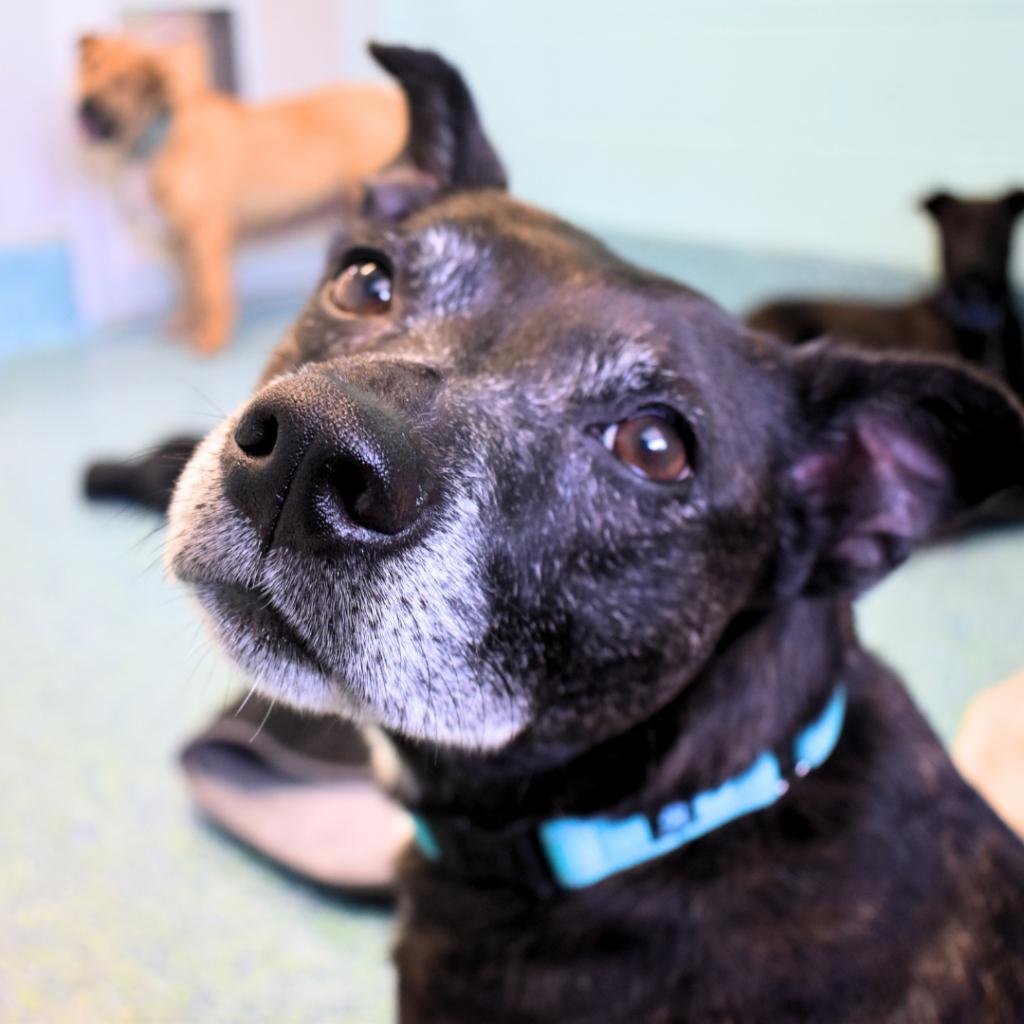 Autumn, Adoptable, Senior Female Mixed Breed.