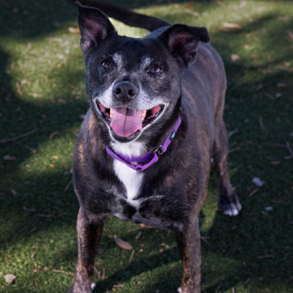 Enlarge Autumn, a Adoptable Mixed Breed in Naples, FL image 2/4
