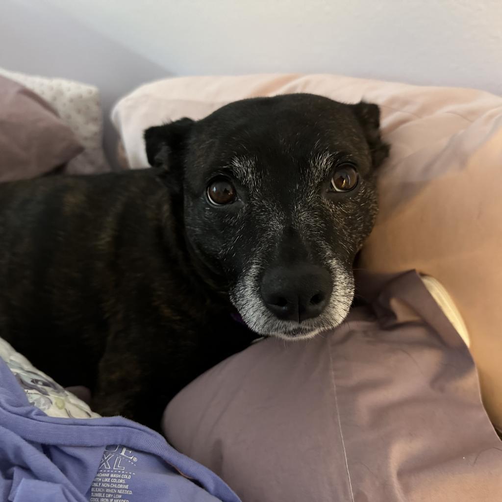 Enlarge Autumn, a Adoptable Mixed Breed in Naples, FL image 3/4