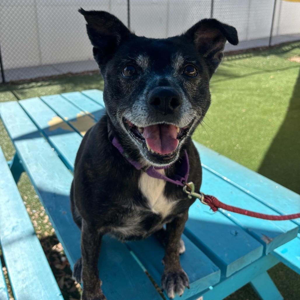 Enlarge Autumn, a Adoptable Mixed Breed in Naples, FL image 4/4