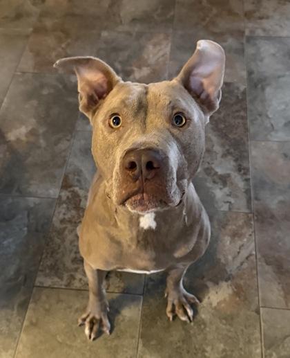 Richard (155942) (In a foster home), a ADOPTABLE Pit Bull Terrier in Baton Rouge, LA image 1/6