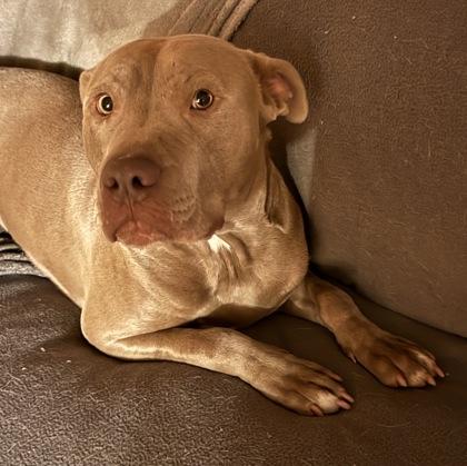Richard (155942) (In a foster home), a ADOPTABLE Pit Bull Terrier in Baton Rouge, LA image 3/6