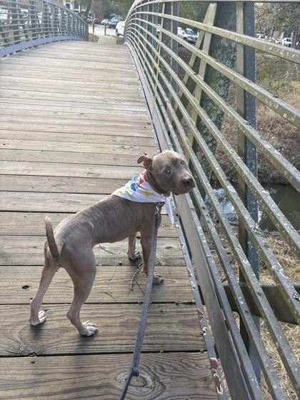Richard (155942) (In a foster home), a ADOPTABLE Pit Bull Terrier in Baton Rouge, LA image 5/6