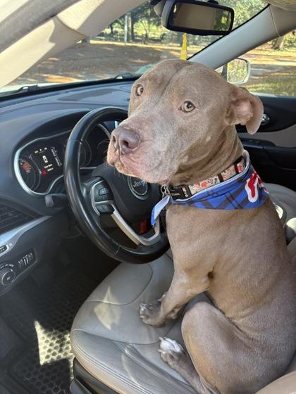 Richard (155942) (In a foster home), a ADOPTABLE Pit Bull Terrier in Baton Rouge, LA image 2/6
