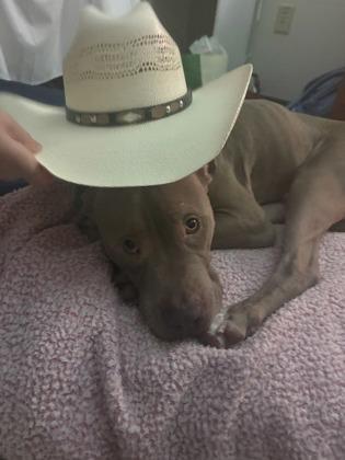 Richard (155942) (In a foster home), a ADOPTABLE Pit Bull Terrier in Baton Rouge, LA image 6/6