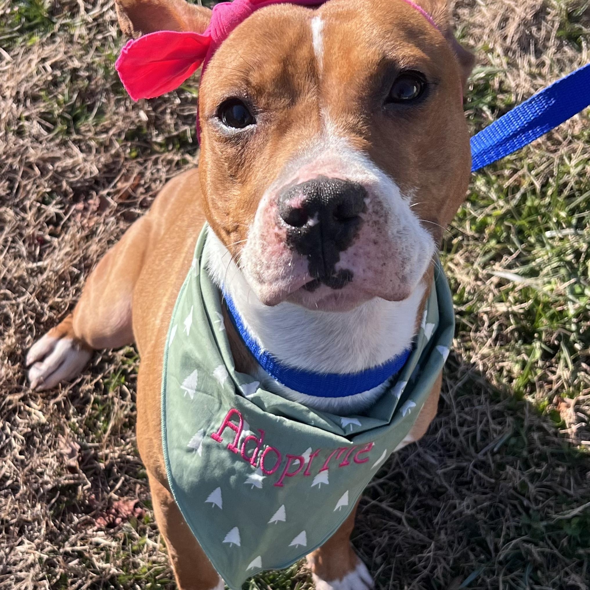 Enlarge Scarlett , a ADOPTABLE mixed breed in Salisbury, MD image 2/4