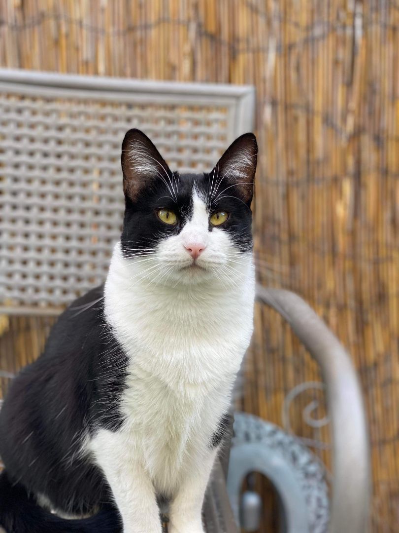 Amora, a Adoptable Domestic Short Hair in St. George, UT image 1/12