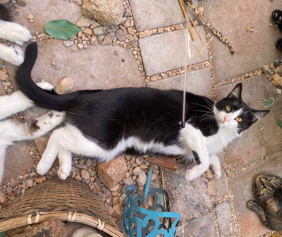 Amora, a Adoptable Domestic Short Hair in St. George, UT image 2/12