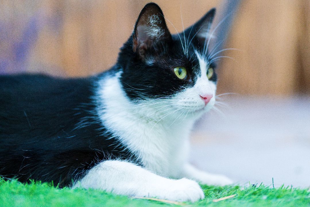 Amora, a Adoptable Domestic Short Hair in St. George, UT image 3/12