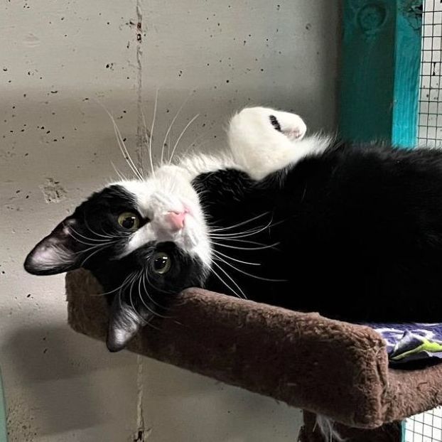 Amora, a Adoptable Domestic Short Hair in St. George, UT image 4/12