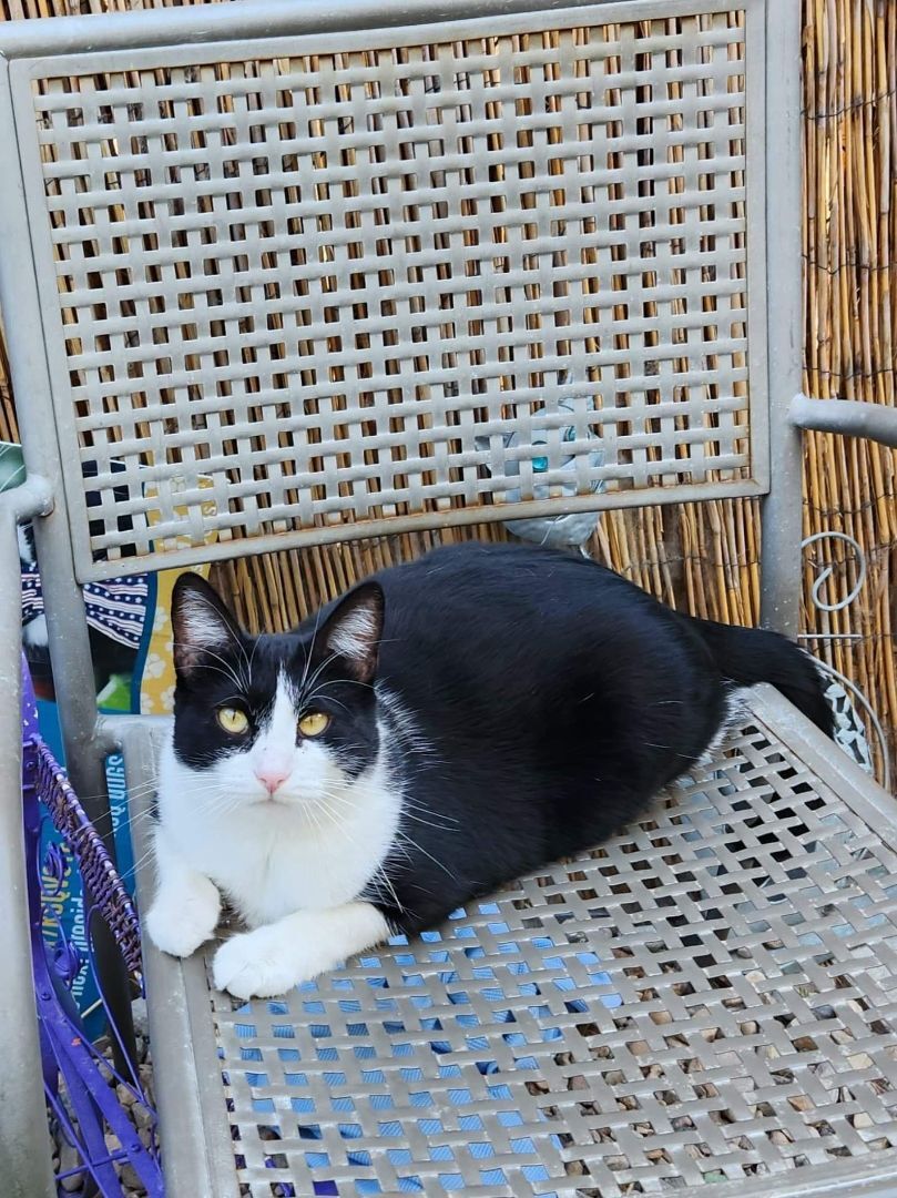 Amora, a Adoptable Domestic Short Hair in St. George, UT image 5/12