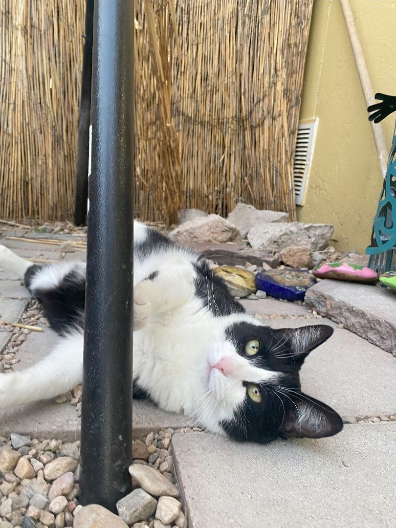 Amora, a Adoptable Domestic Short Hair in St. George, UT image 6/12